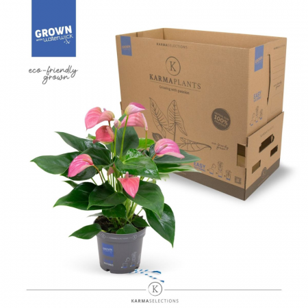 Anthurium - Anthurium JOLI