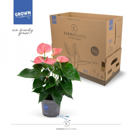 Anthurium - Anthurium KARMA PINK