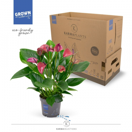 Anthurium - Anthurium KARMA PURPLE