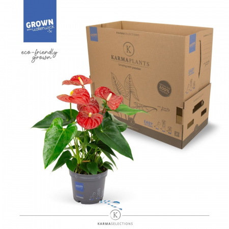 Anthurium - Anthurium KARMA RED