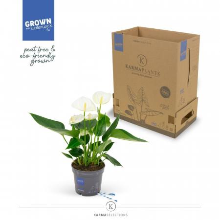 Anthurium - Plantă naturală de interior Anthurium KARMA WHITE D9