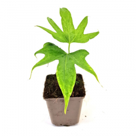 Anthurium pedatoradiatum [1]