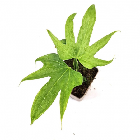 Anthurium pedatoradiatum [3]