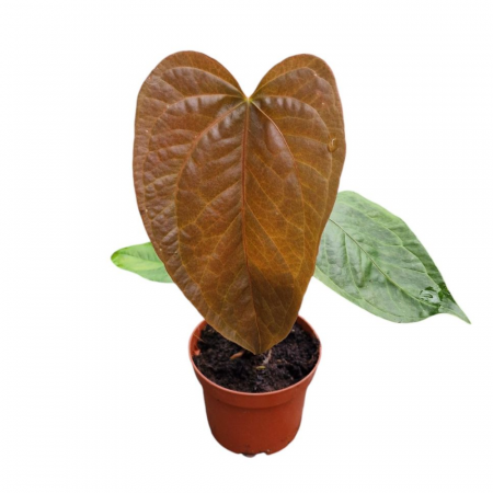 Anthurium - Anthurium Queen of Hearts