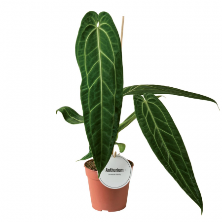 Plante speciale - Anthurium warocqueanum