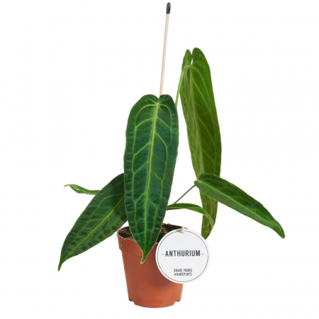 Anthurium warocqueanum [1]