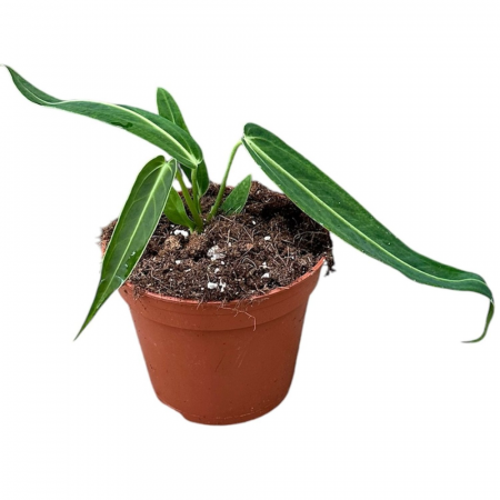 Plante speciale - Anthurium warocqueanum