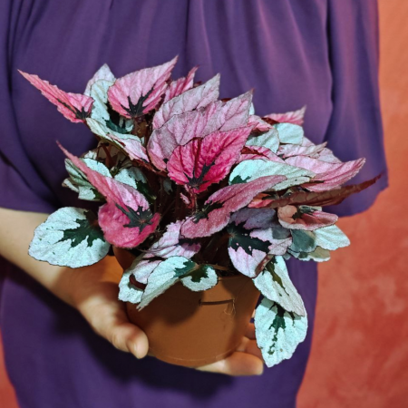 Begonia INDIAN SUMMER [1]