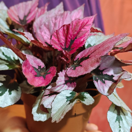 Begonia INDIAN SUMMER [2]