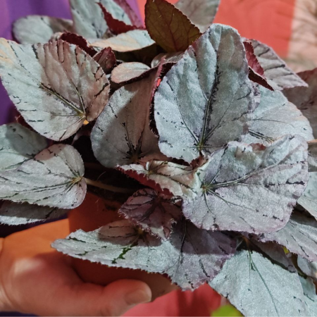 Begonia MAORI HAZE [4]
