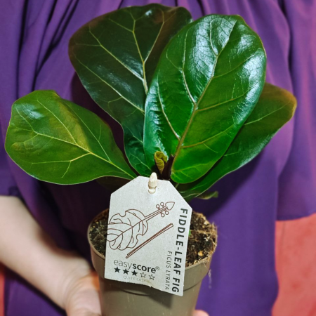 Ficus lyrata [1]