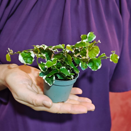 Ficus pumila 'Bellus' [1]