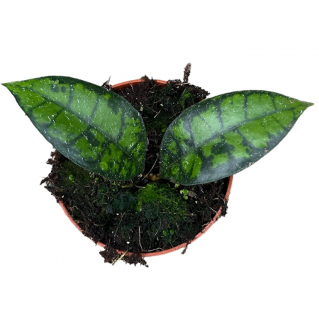 Hoya callistophylla Black Cat [1]