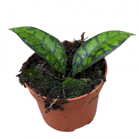 Hoya - Hoya callistophylla Black Cat