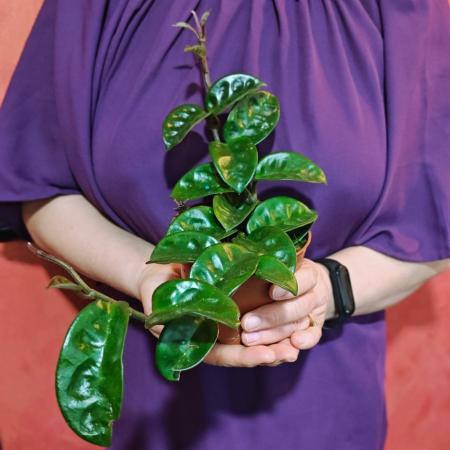 Hoya Carnosa 'Krinkle 8' [2]