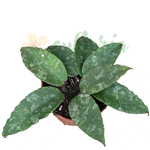 Hoya caudata [1]