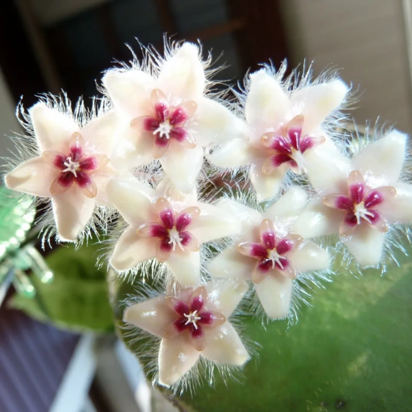 Hoya caudata [2]