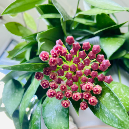 Hoya gracilis (Memoria) [1]