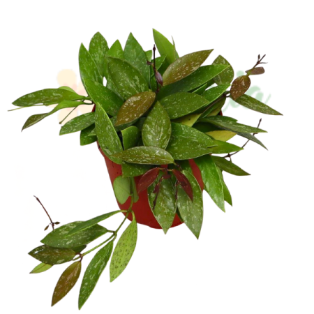 Hoya gracilis — frunze mici eliptice verzi cu accente roz-cuprii, Eufloria [0]