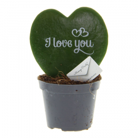 Hoya - Hoya Kerrii - I Love You