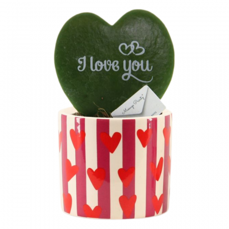 Hoya - Hoya Kerrii în ghiveci ceramic - I Love You
