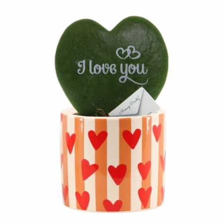 Hoya Kerrii în ghiveci ceramic - I Love You [2]