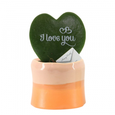 Hoya - Hoya kerrii în ghiveci ceramic - I Love You
