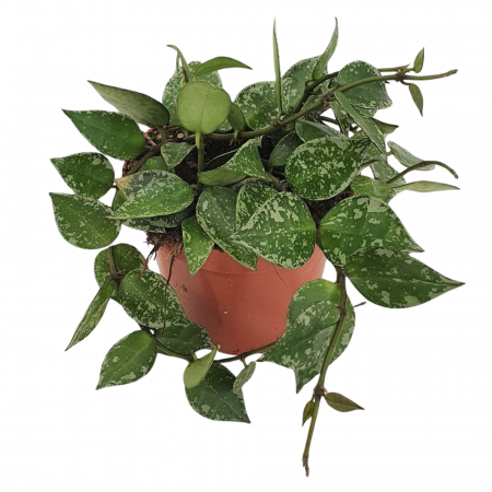 Hoya - Hoya krohniana Splash