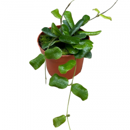Hoya rotundiflora [1]