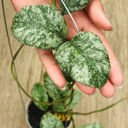 Plante speciale - Hoya waymaniae 'Kapuas'