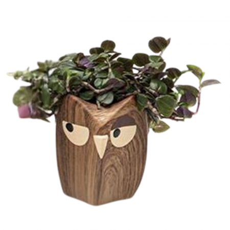 ... Alte plante de interior - Planta naturală de interior în ghiveci Bufniță v2