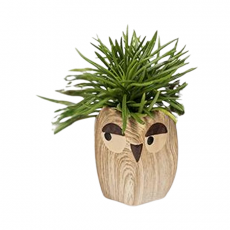... Alte plante de interior - Planta naturală de interior în ghiveci Bufniță v3