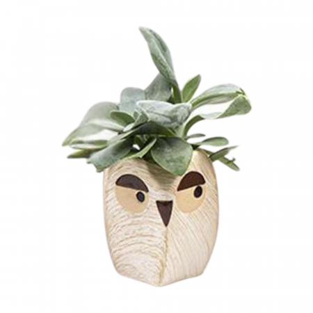 ... Alte plante de interior - Planta naturală de interior în ghiveci Bufniță v4