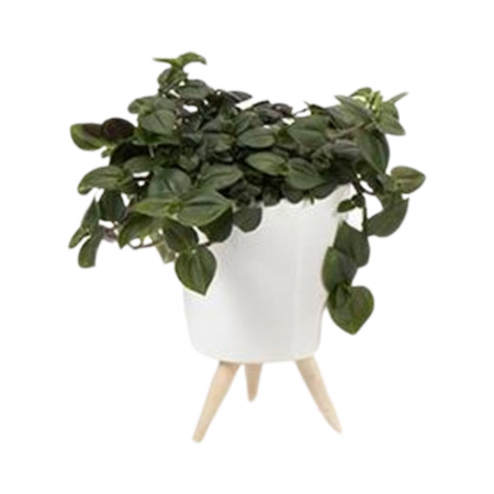 ... Alte plante de interior - Plantă naturală de interior în ghiveci ceramic alb cu piciorușe de lemn v1