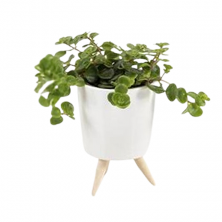 ... Alte plante de interior - Plantă naturală de interior în ghiveci ceramic alb cu piciorușe de lemn v2