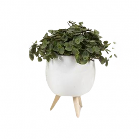 ... Alte plante de interior - Plantă naturală de interior în ghiveci ceramic alb cu piciorușe de lemn v3