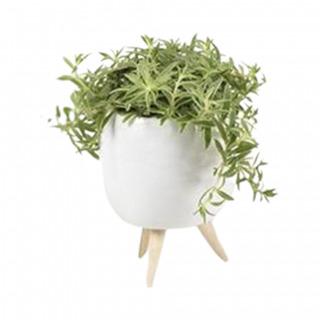 ... Alte plante de interior - Plantă naturală de interior în ghiveci ceramic alb cu piciorușe de lemn v4