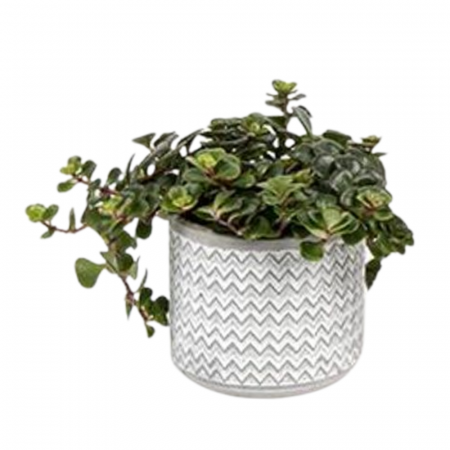 ... Alte plante de interior - Plantă naturală de interior în ghiveci ceramic Etnic v1