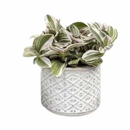 ... Alte plante de interior - Plantă naturală de interior în ghiveci ceramic Etnic v2