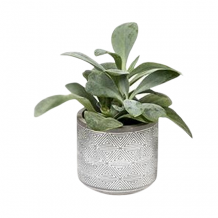 ... Alte plante de interior - Plantă naturală de interior în ghiveci ceramic Etnic v3