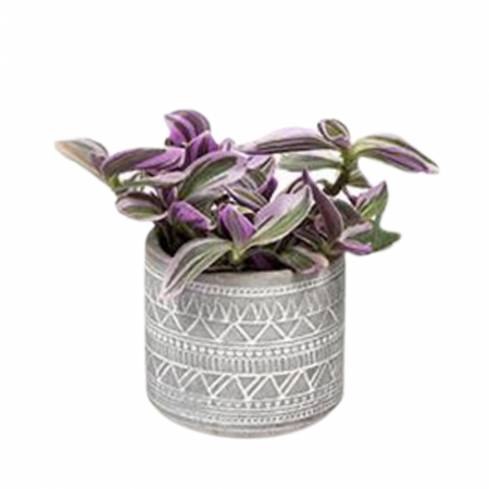... Alte plante de interior - Plantă naturală de interior în ghiveci ceramic Etnic v4