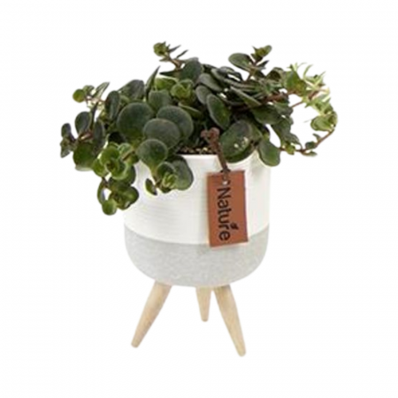 ... Alte plante de interior - Plantă naturală de interior în ghiveci 'Nature' V1