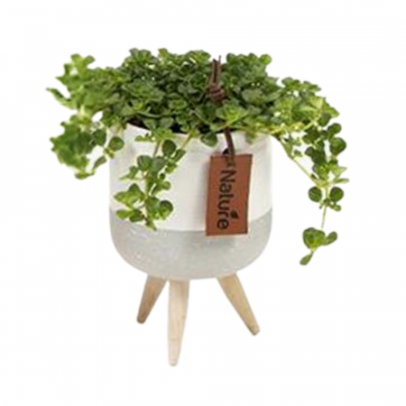 ... Alte plante de interior - Plantă naturală de interior în ghiveci 'Nature' V2
