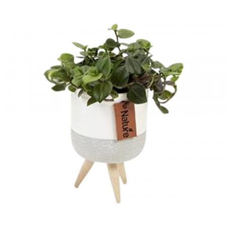 ... Alte plante de interior - Plantă naturală de interior în ghiveci 'Nature' V3