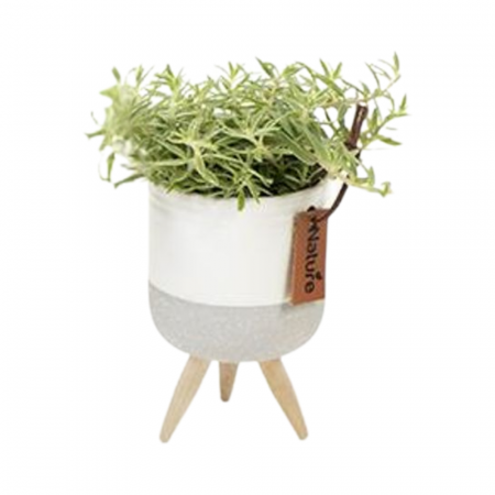 ... Alte plante de interior - Plantă naturală de interior în ghiveci 'Nature' V4