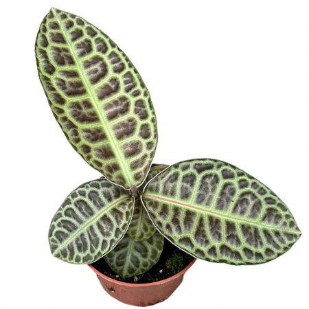 Labisia 'Turtle Back' [1]