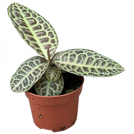 Plante speciale - Labisia 'Turtle Back'