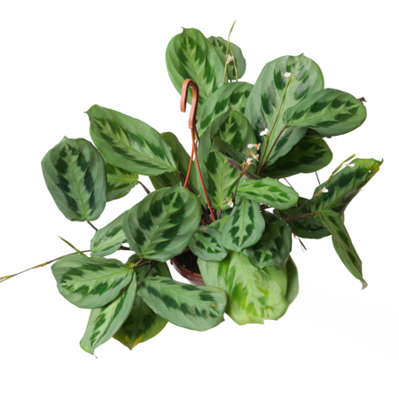 Plante pentru balcon, terasă, verandă sau grădină - Maranta cristata Intense
