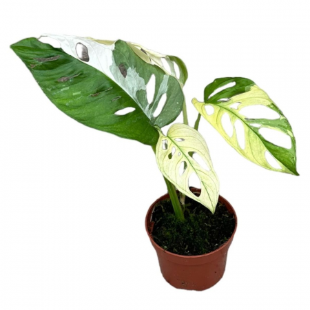 Monstera - Monstera adansonii 'Variegata'