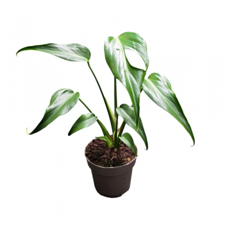 Monstera - Monstera 'Burle Marx Flame'